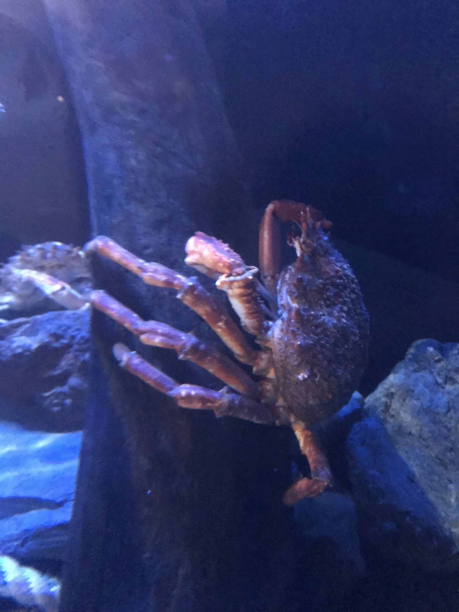 The National Lobster Hatchery Can We Take The Dog