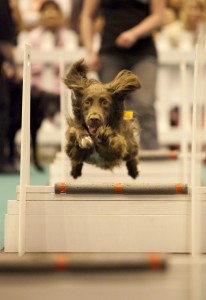 Dog agility at the National Pet Show