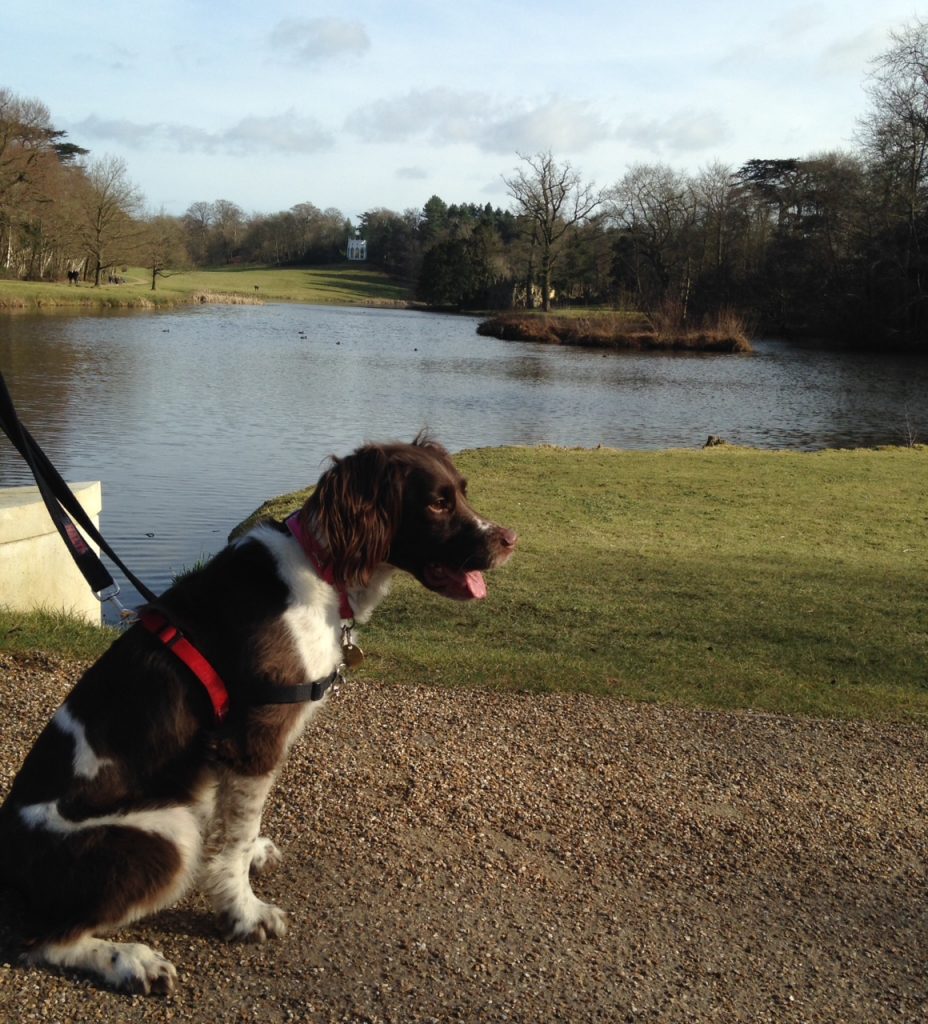 painshill park